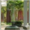 Plants: image 20 0f 20 thumb